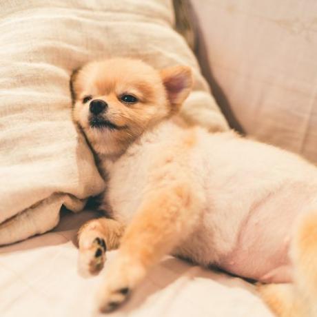 cachorro da Pomerânia dormindo no travesseiro na cama, com espaço de cópia