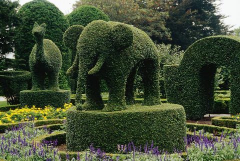 elefantes do topiary