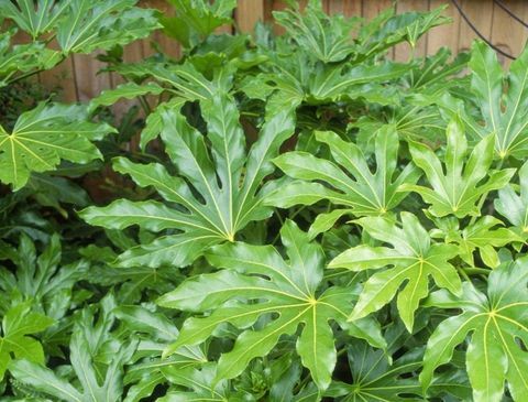 plantas-tropicais-fatsia-japonica