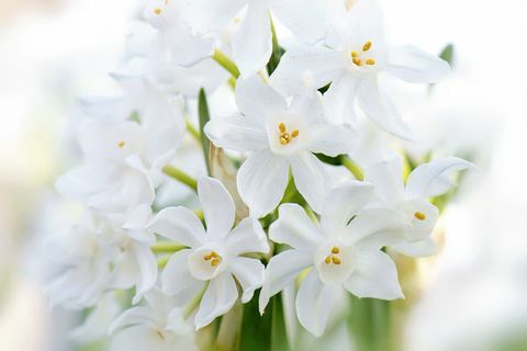 Narcisos 'Paper White' - Narcissus panizzianus branco Floração de narcisos da Primavera