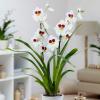 Vendas de orquídeas aumentam na Waitrose & Partners