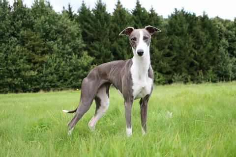 Cão Whippet sentado lá fora