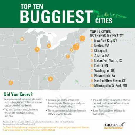 trugreen infograpic 10 cidades com mais bugs