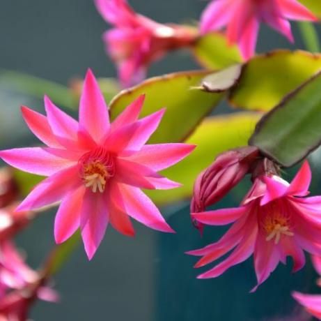 flores rosa zygocactus schlumbergera iluminadas pela luz do sol no jardim, também conhecidas como cacto caranguejo, cacto de natal ou cacto de ação de graças