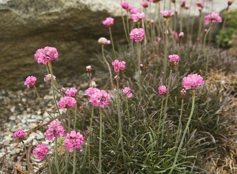 rock-jardim-flores