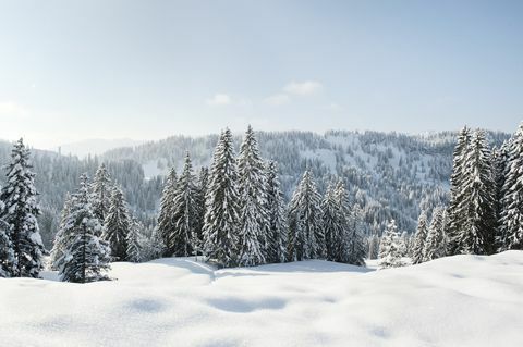 Paisagem coberta de neve e sempre-vivas na Alemanha