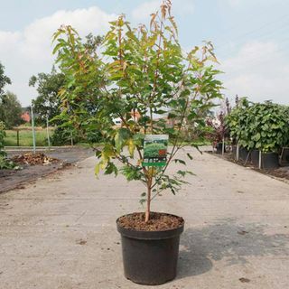 Planta Acer ginnala - Bailey Compact