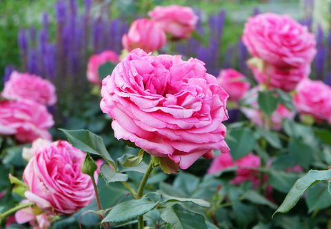 corte jardim de flores rosas cor de rosa