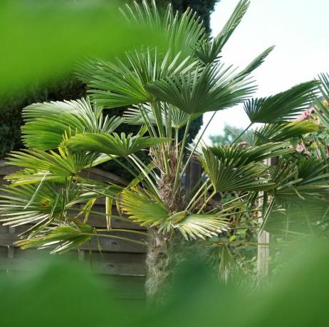 palmeira mediterrânea chamaerops humilis palmas