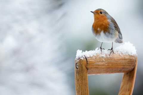 Robin na neve do inverno - sentado no punho da pá