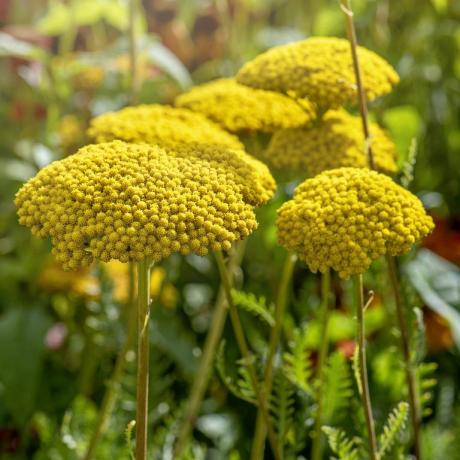 cultivo de flores cortadas achillea