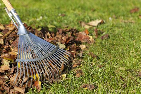 Ancinho, folhas na grama no jardim