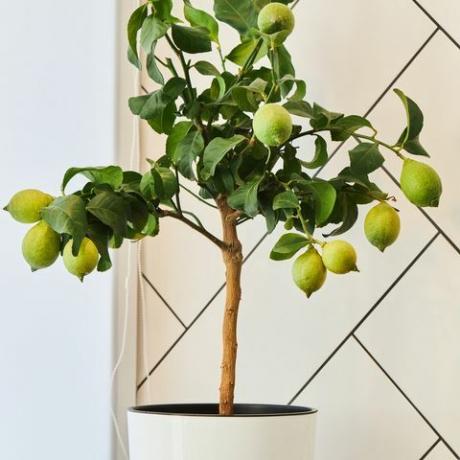 um limoeiro com frutas verdes de limão crescendo em um vaso de plantas caseiras