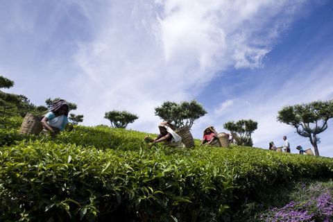 Arrancadores de chá na propriedade de chá Chamraj, Tamil Nadu