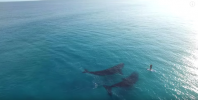 Assista o que acontece quando duas baleias gigantescas decidem brincar com um paddleboarder solitário