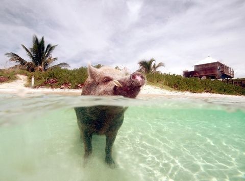 Porcos de Bahama da natação