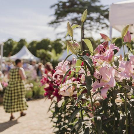 visitantes fazendo compras na vila da planta no evento rhs hampton court flores depois do expediente