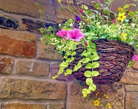 Petúnias flores na cesta de suspensão pela parede de pedra