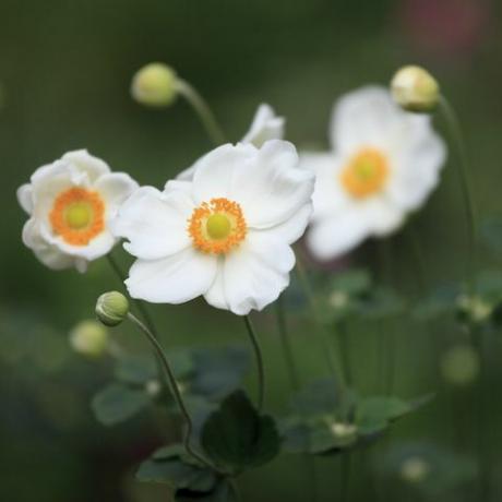 anêmona japonesa branca