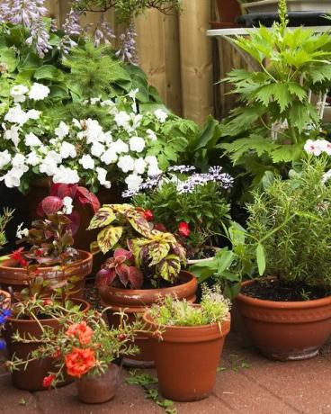 uma coleção de vasos de plantas e flores em recipientes em um jardim urbano com cerca de madeira e pedras de pátio logo após uma chuva de verão