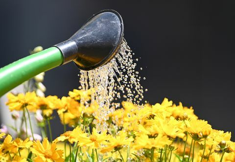 25 junho 2019, baden wuerttemberg, freiburg um jardineiro regando as flores "coreopsis do olho da menina" na mercado da catedral com um regador foto patrick seegerdpa foto por patrick seegerpicture alliance via getty imagens