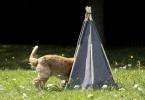 MADE acaba de lançar uma tenda para cães que é doce e elegante