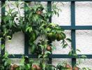 Melhores árvores de fruto para pequenos jardins