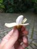 Musa bananeira verdadeiramente minúscula