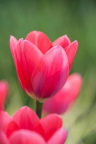 jardim rhs, wisley, surrey close-up de tulipa tulipa cosmopolita rosa, primavera, bulbo