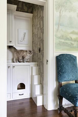 um gato sentado em um armário