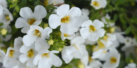 flores ornamentais bacopa nome latino chaenostoma cordatum
