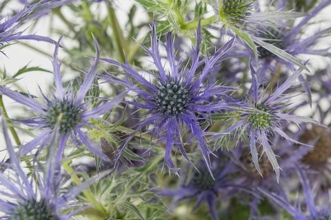Eryngium 'Blue Waves' - Chelsea Flower Show - planta do segundo ano de 2018