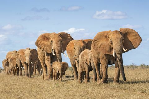 Quênia, Condado de Taita-Taveta, Parque Nacional Tsavo East, Manada de elefantes africanos (Loxodonta Africana) movendo-se em fila única