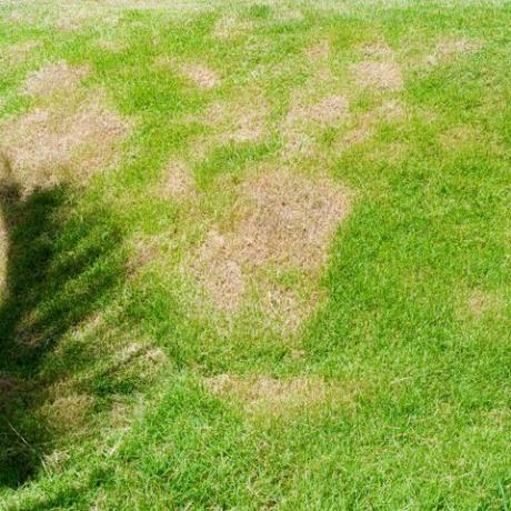 grama morta do fundo da natureza um patch é causado pela destruição do fungo rhizoctonia solani mudança de folha de grama de verde para marrom morto em um fundo de textura de gramado círculo grama seca morta