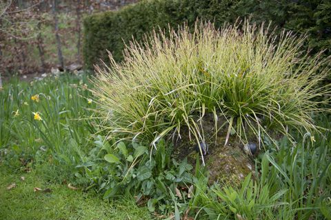 O primeiro jardim permanente da Hedgehog Street no Reino Unido foi inaugurado em RHS Harlow Carr, North Yorkshire