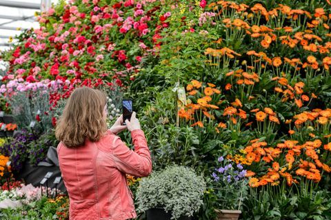 bbc gardeners world live 2019 participante da tenda floral fotografando a pirâmide de plantas