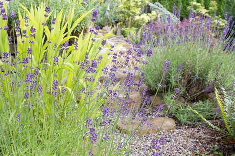 Caminho do jardim com flores de lavanda inglês