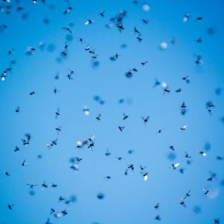 um enxame de formigas voadoras no campo com céu azul ao fundo