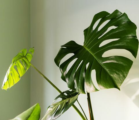 close-up de grande folha de palmeira monstera deliciosa em brilhante iluminado o furacão ou fábrica de queijo suíço