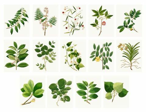 14 Vintage Botanicals - Download digital
