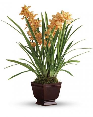 orquídea cymbidium laranja