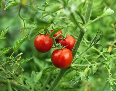 tomate cereja