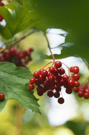 Guelder rose - arando de amora europeu