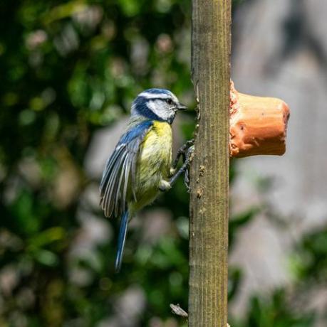 pássaro chapim azul no jardim da vida selvagem com alimentador de pássaros de sebo caseiro