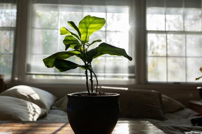 folha de violino planta em vaso de figo na mesa de madeira na frente das janelas