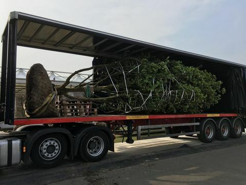 Chelsea Flower Show 2019: Bem-vindo à construção do jardim de Yorkshire começa