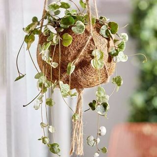 Corda de Corações de 25-30cm | Ceropegia woodii