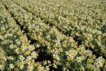 Reino Unido pode enfrentar escassez de narcisos enquanto o clima ameno continua