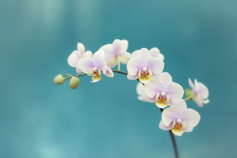 Orquídeas brancas frescas contra com fundo azul turquesa.