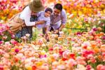 Por que você deve visitar os campos de flores no Carlsbad Ranch